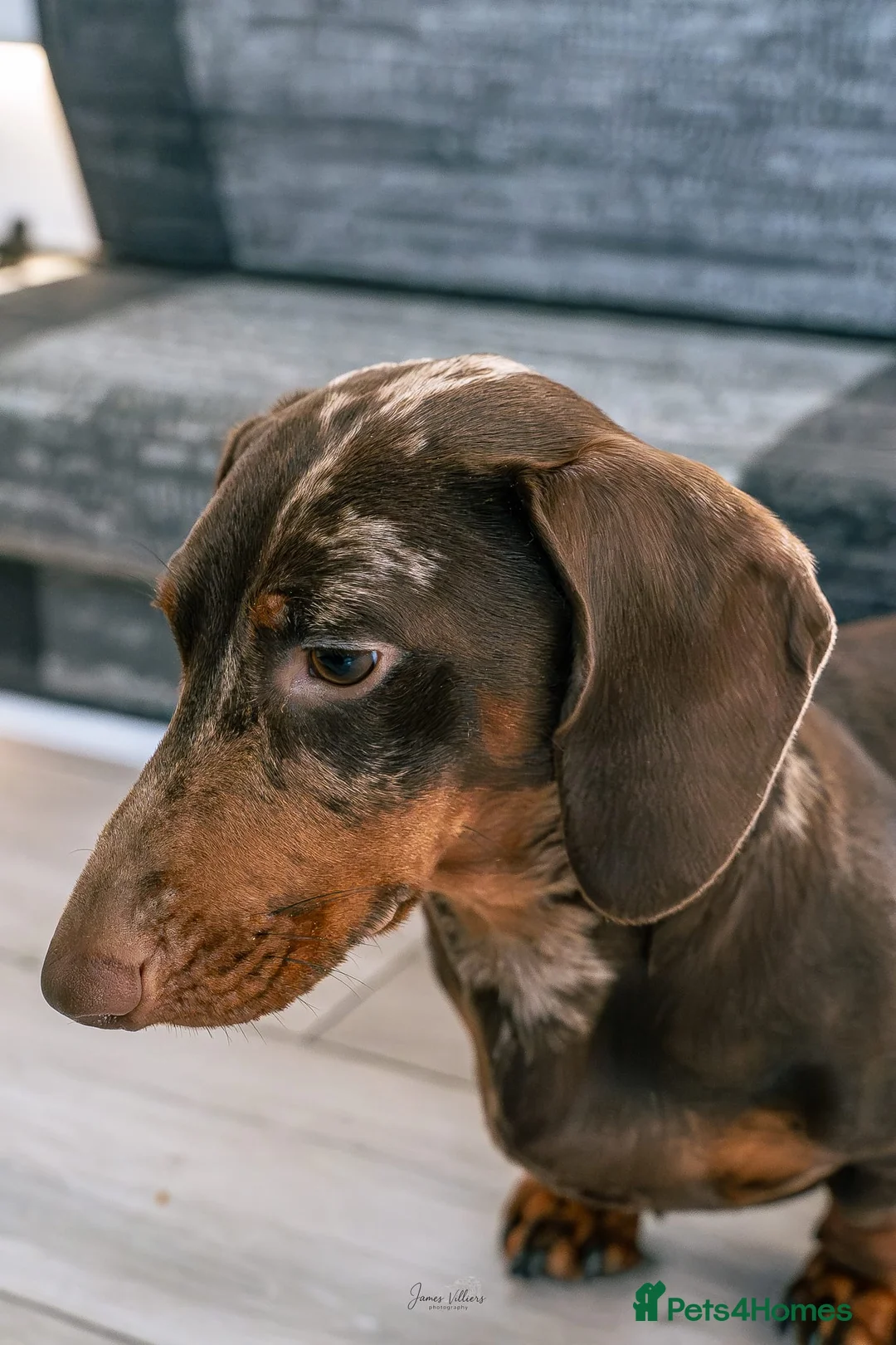 Miniature Dachshund dogs for stud: Chocolate Dapple Mini Dachshund Stud – Enzo 🐾 in Bedworth - Advert 10