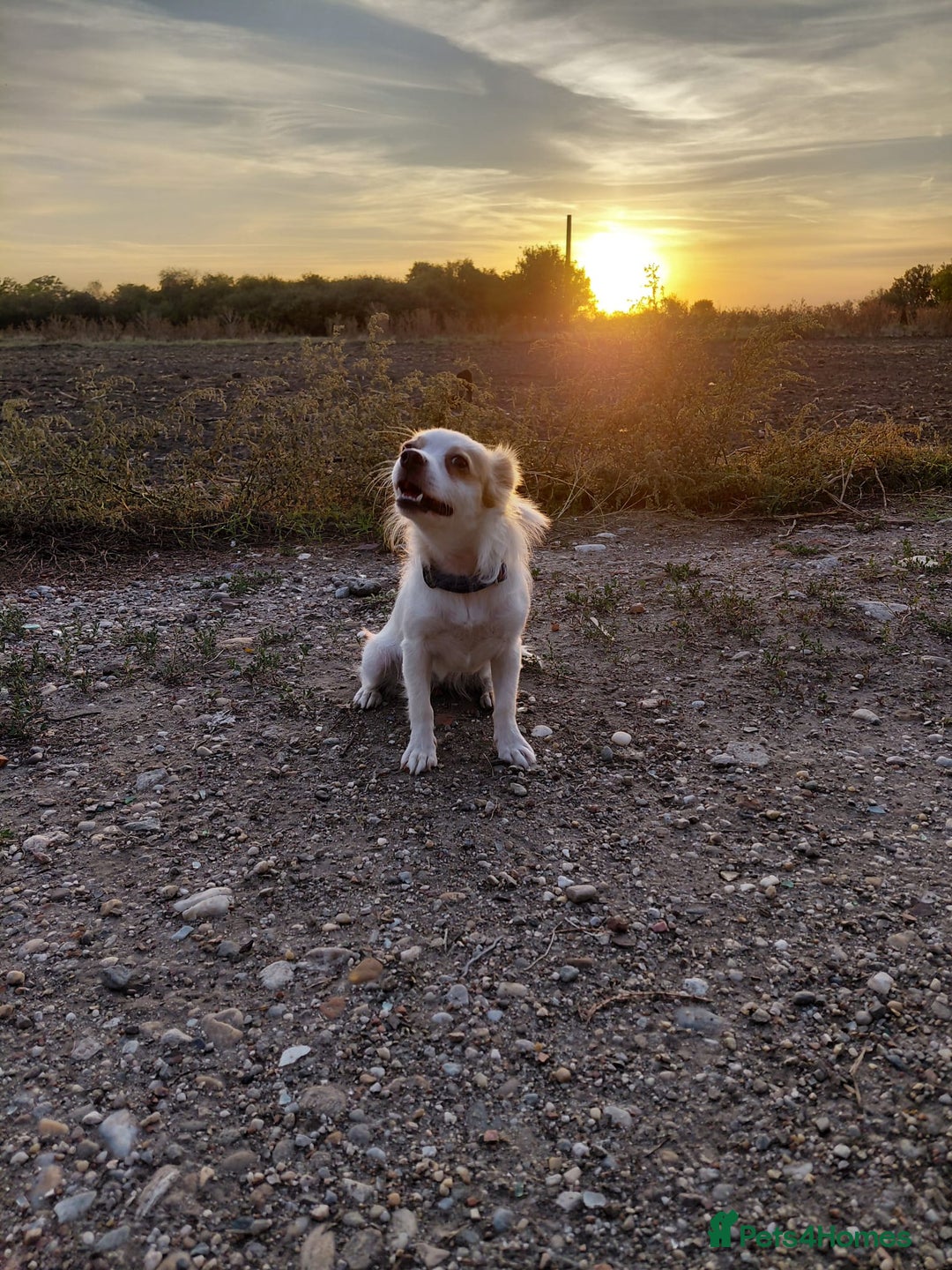 Mixed Breed dogs for adoption: NIVA - a Tiny, Beautiful Girl - for a Loving Home - Image 10