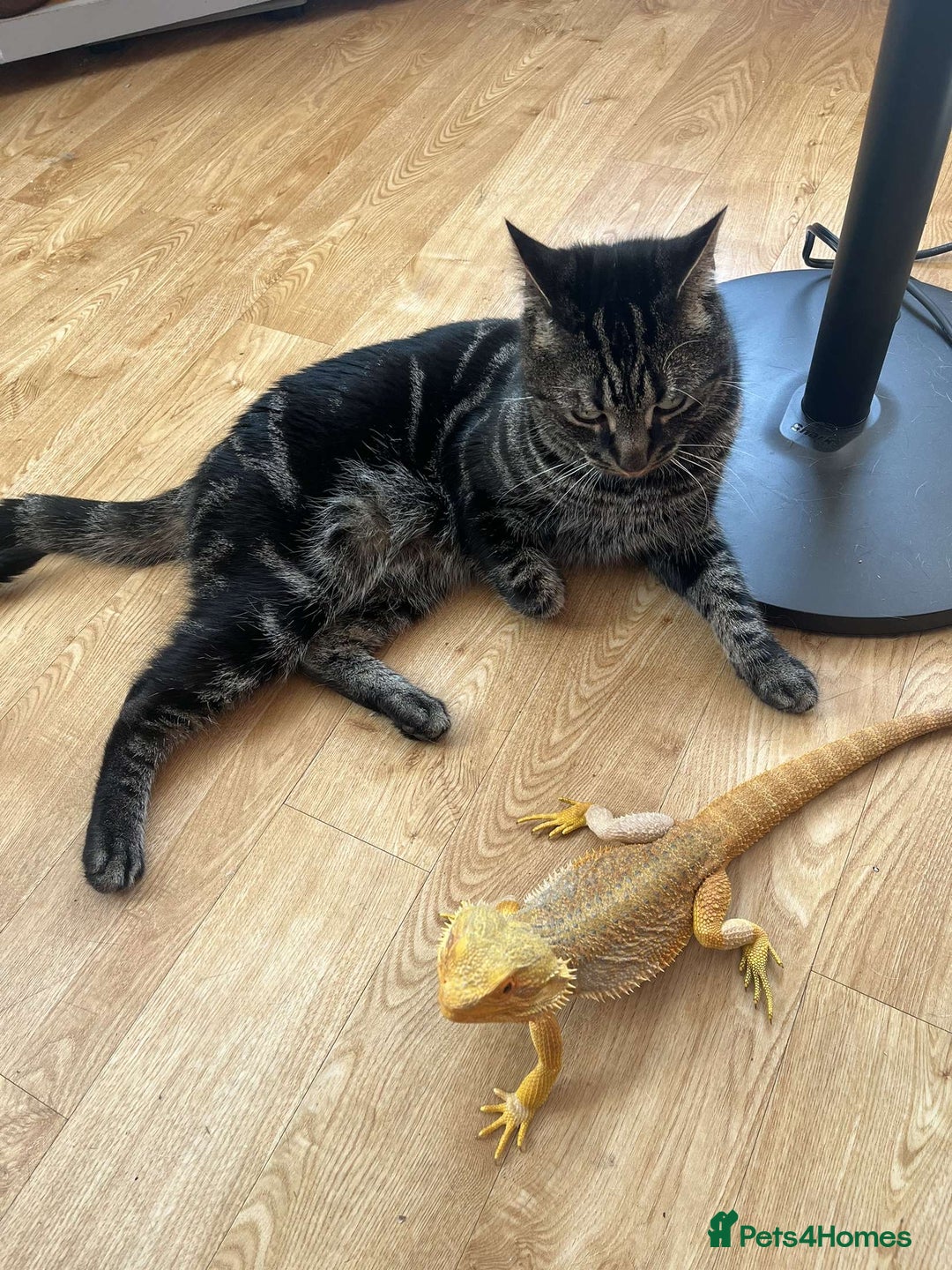 Bearded Dragon reptiles for sale: Winston the bearded dragon - Advert 6