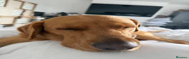 Buddy