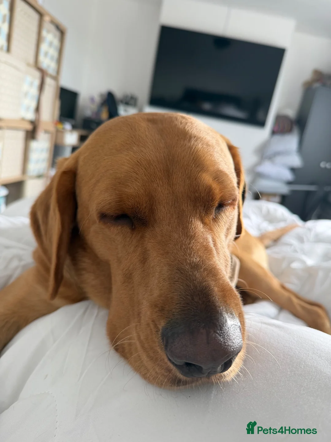 Labrador Retriever dogs for sale: Buddy - Read Description! - Advert 8