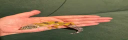 Leopard Gecko reptiles for sale: Leopard gecko babies - Advert 6