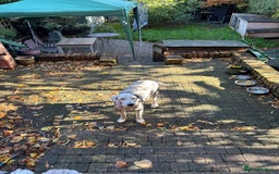 Old English Sheepdog dogs for sale: Old English Sheepdog  - Image 3