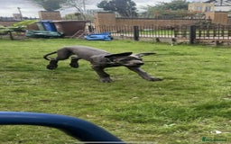 Great Dane dogs for sale: European Great Dane puppy - Image 2
