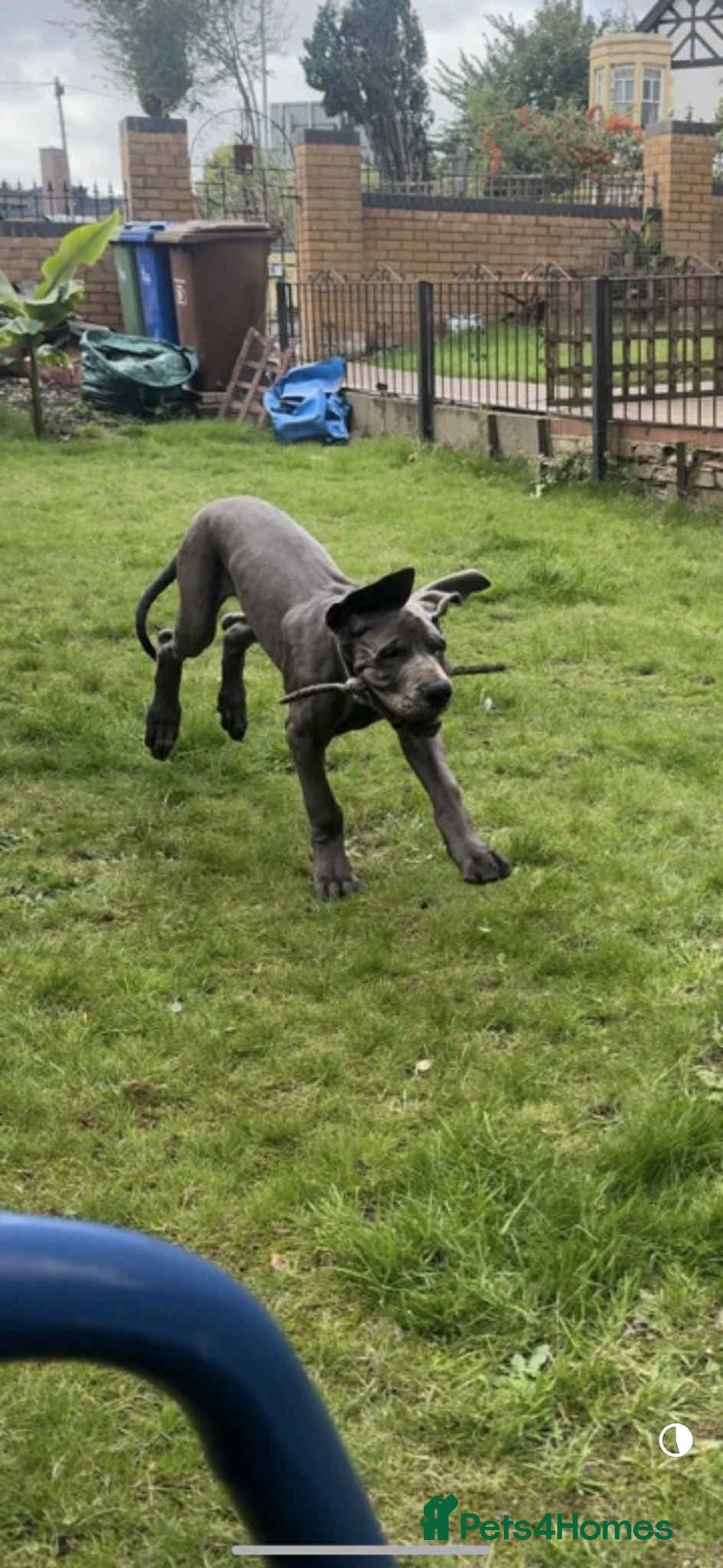 Great Dane dogs for sale: European Great Dane puppy - Image 2