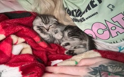 Scottish Fold cats for sale: Perfect Scottish fold x BSH kittens! - Image 12