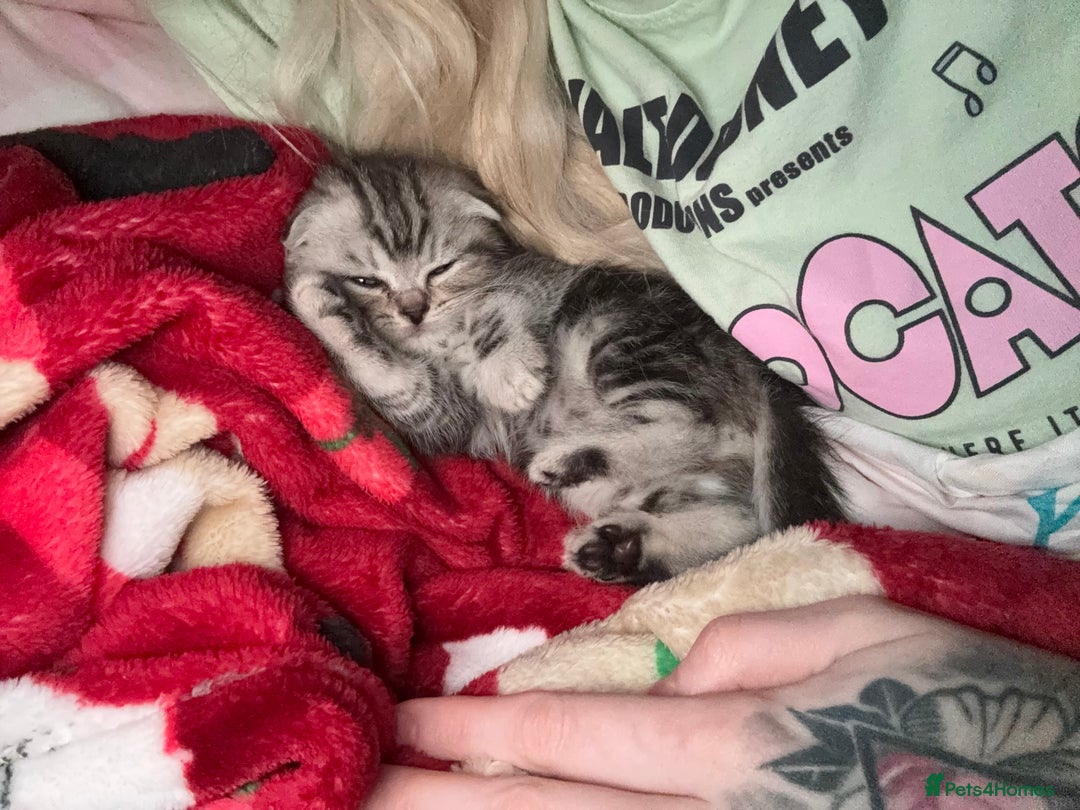 Scottish Fold cats for sale: Perfect Scottish fold x BSH kittens! - Image 12