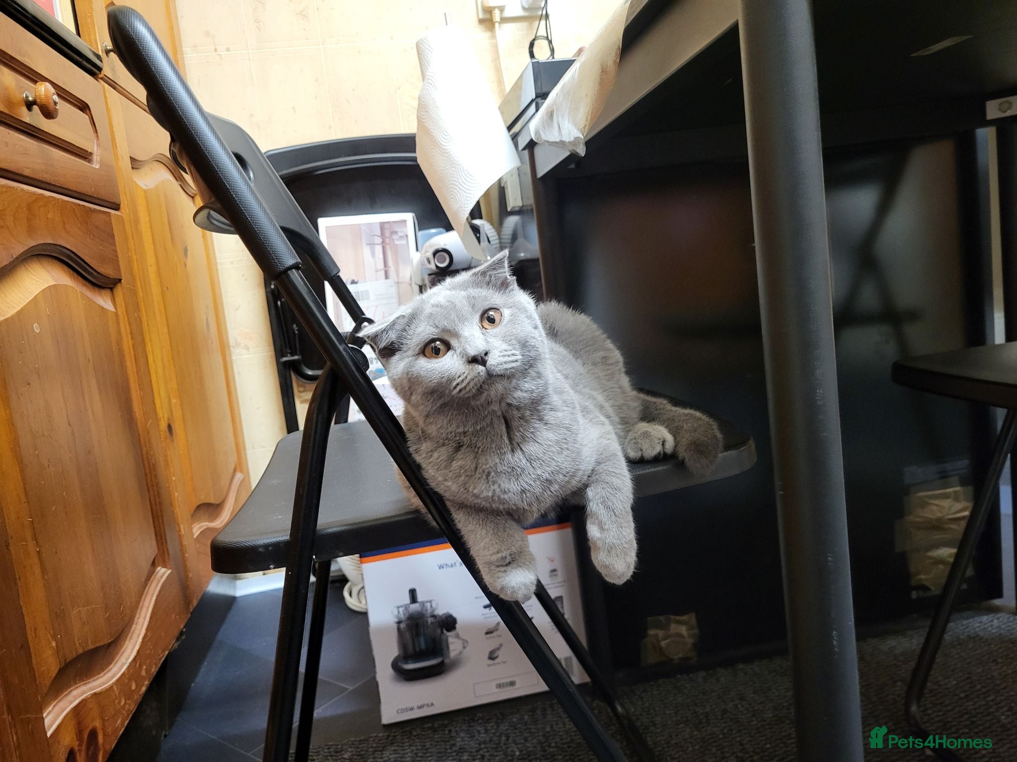 Scottish Fold cats Scottish fold kitten for sale - Advert 2