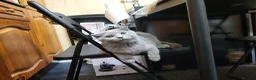 Scottish Fold cats for sale: Scottish fold kitten for sale - Advert 4