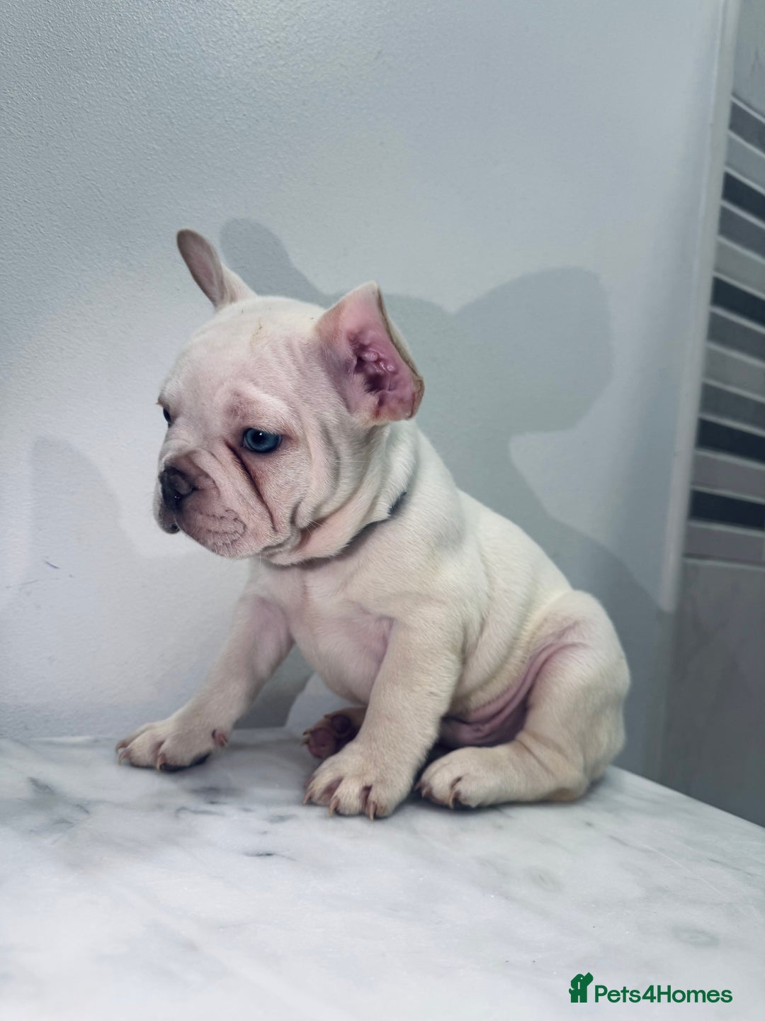 French Bulldog dogs for sale: KC registered male ready to leave now:) - Advert 5