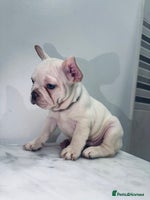 French Bulldog dogs KC registered puppies for sale - Advert 4