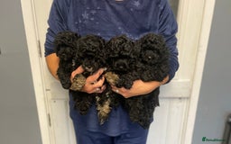 Toy Poodle dogs for sale: PEDIGREE TOY POODLES PRA CLEAR  - Advert 8