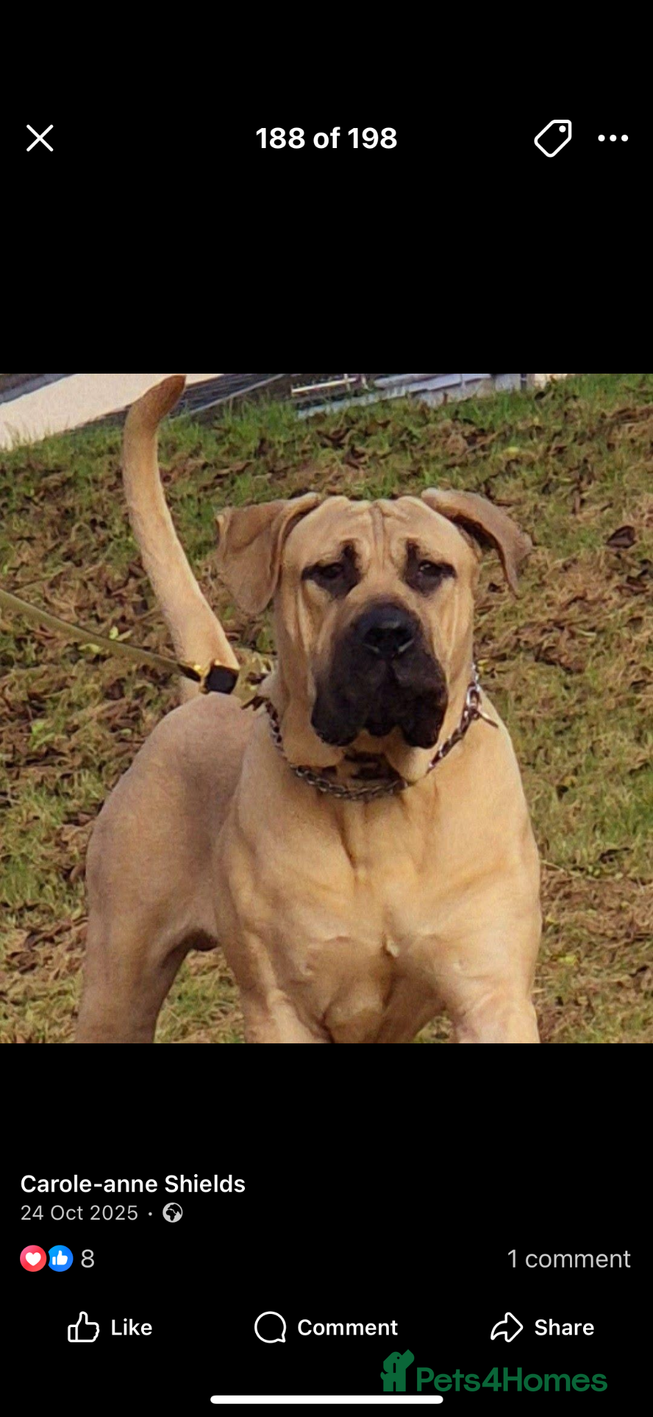 Mixed Breed dogs for sale: North American mastiff X pups  - Advert 5