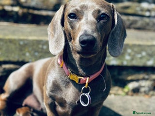 Miniature Dachshund dogs True 1 year old Miniature Dachshund Nellie - Advert 4
