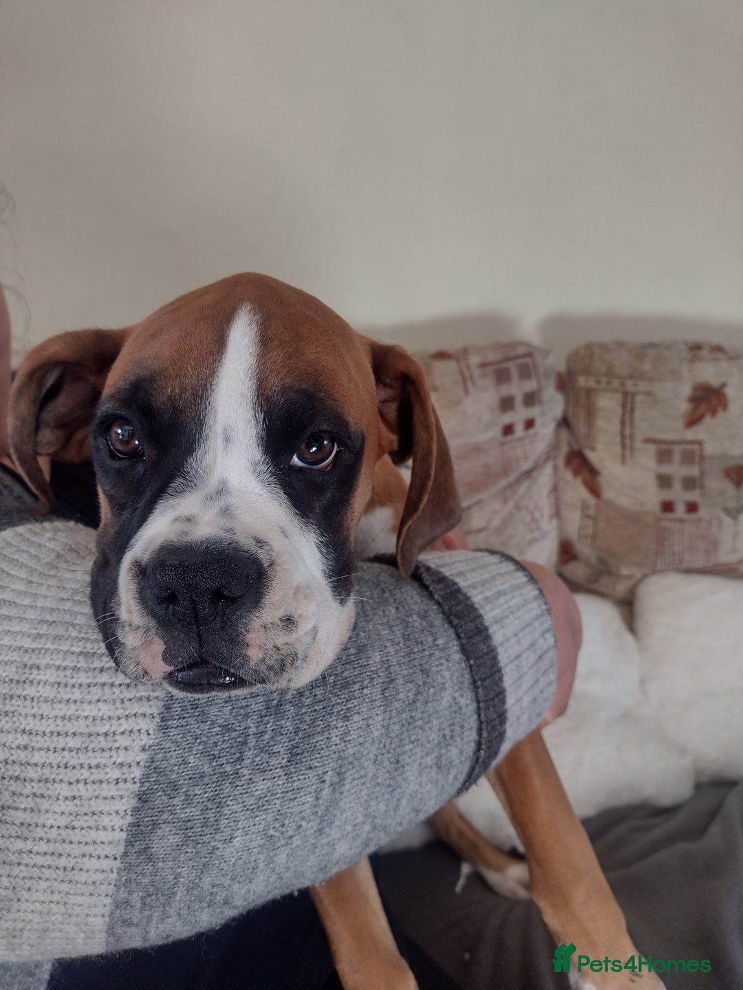 Boxer dogs for sale: Boxer broders  - Image 2