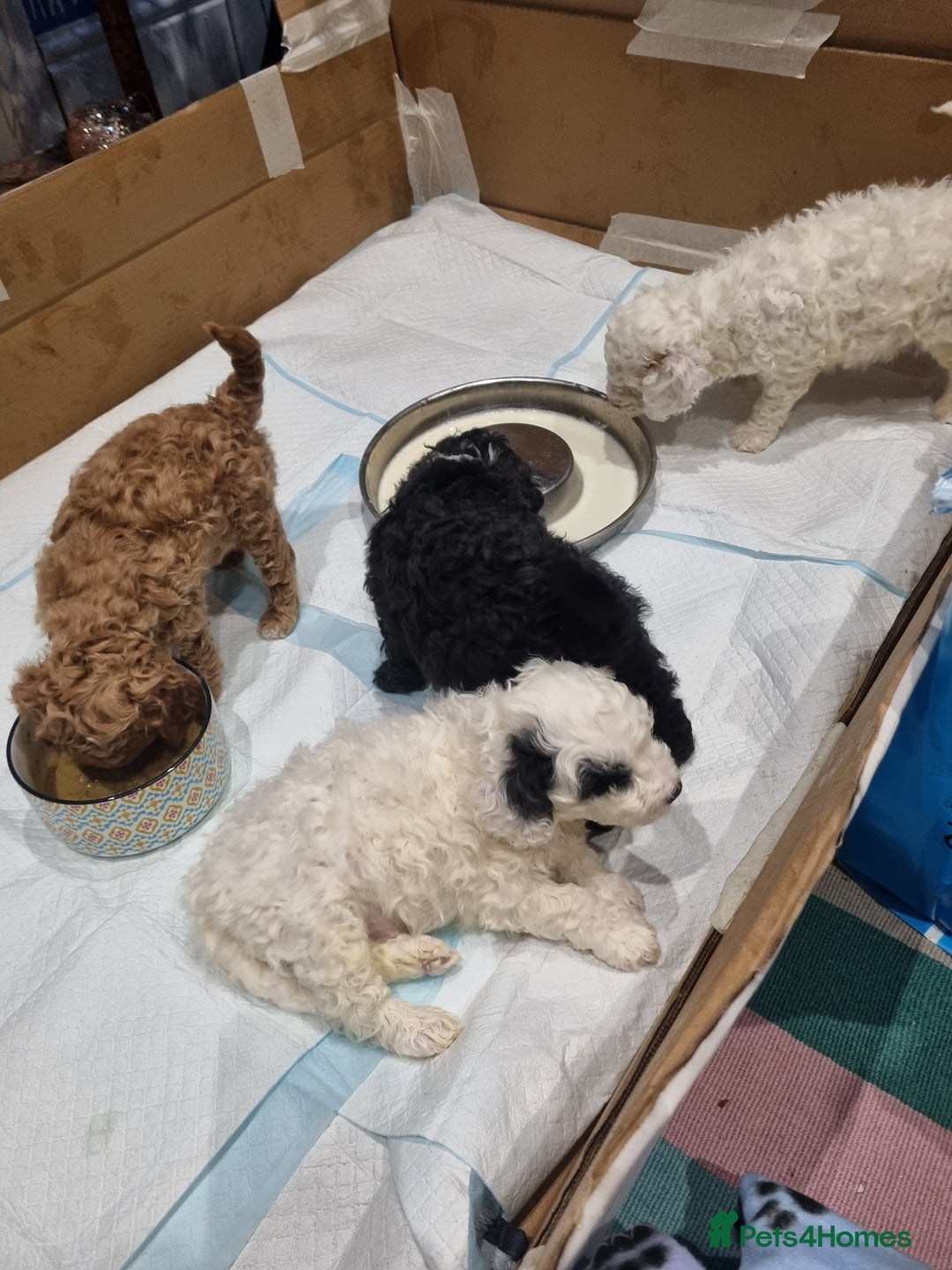 Toy Poodle dogs for sale: Toy poodle puppy - Advert 2