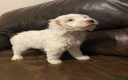 Cockapoo dogs for sale: Beautiful cockapoo puppy’s  - Image 38