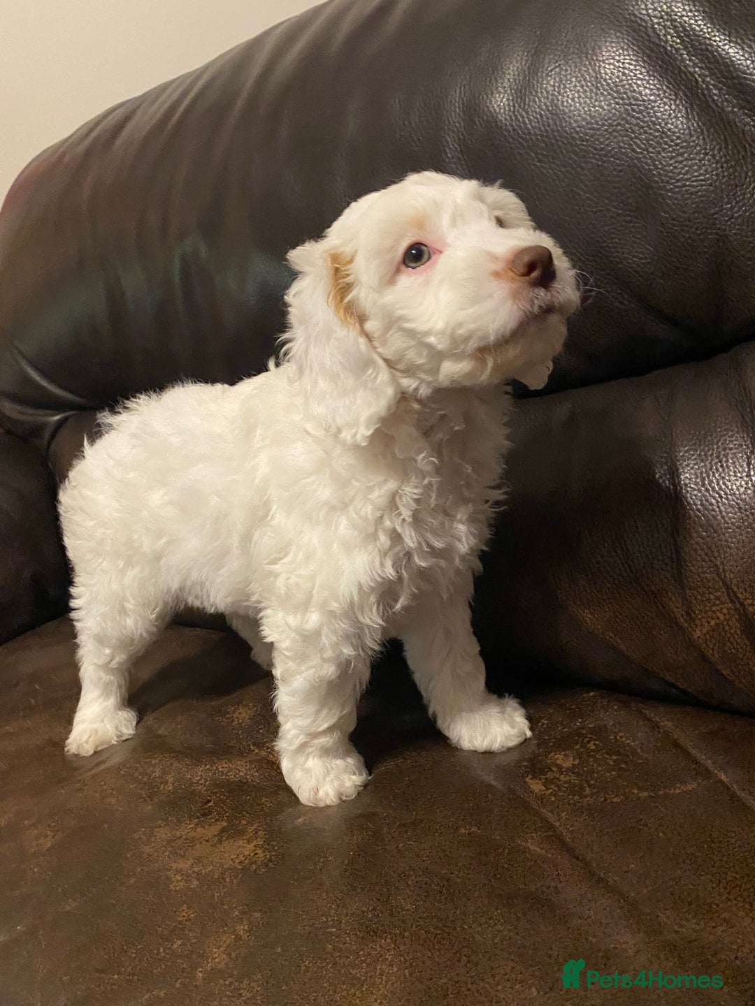 Cockapoo dogs for sale: Beautiful cockapoo puppy’s  - Image 38