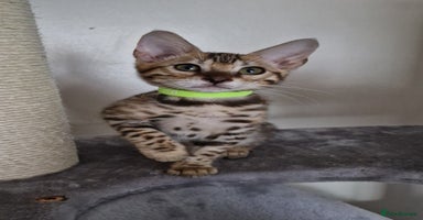 Bengal cats - Advert 3