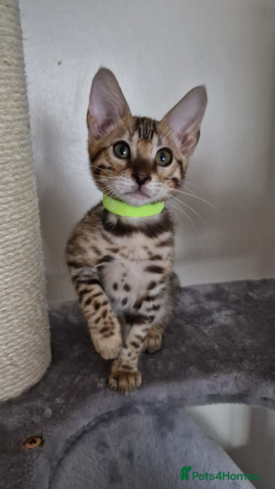 Bengal cats for sale: Last one😍Pure Bengal kittens❤️Ready to go😍 - Image 3