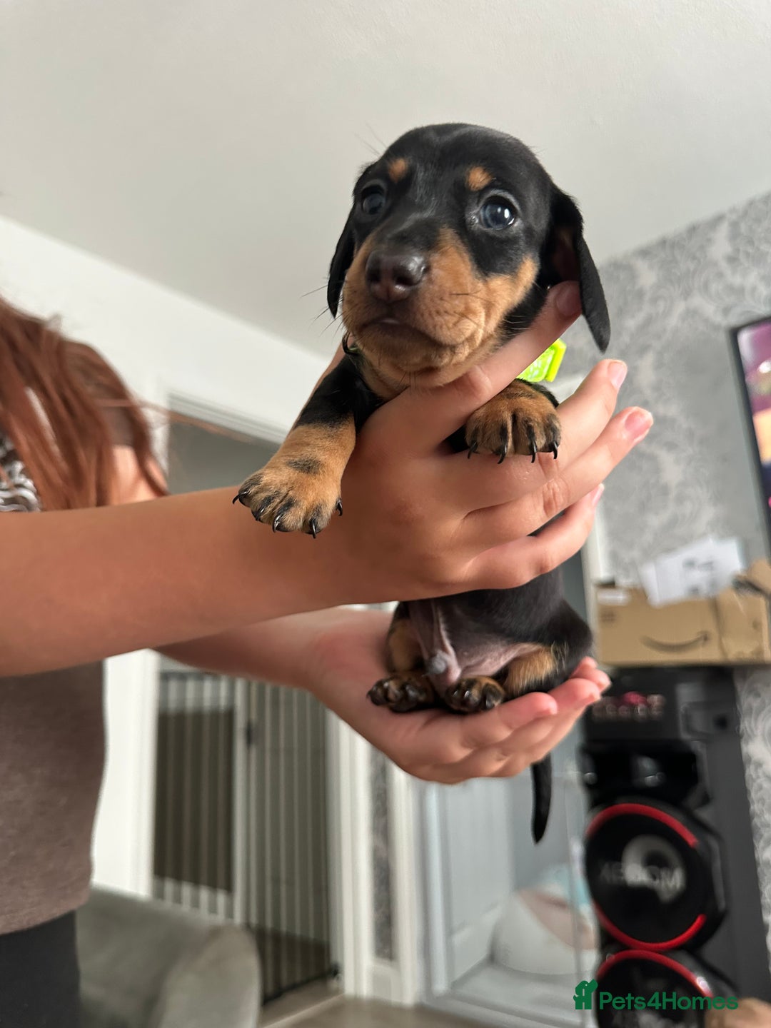 Miniature Dachshund dogs for sale: Miniature dachshund - Image 7