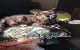 Domestic Shorthair cats for sale: 3 kittens for sale - Image 8