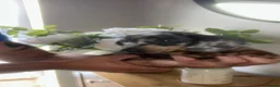 Miniature Dachshund dogs for sale: Kc reg miniature dachshund puppies  - Advert 3