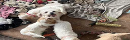 Cavachon dogs for sale: Cavachon puppies  - Advert 15