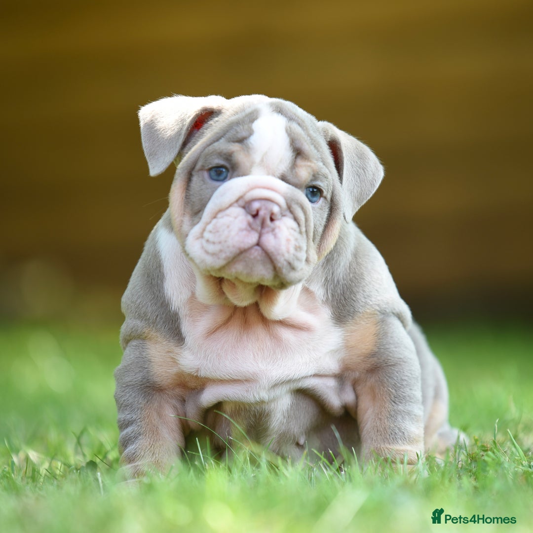 English Bulldog dogs for sale: ***EPIC BULLYZ RARE BULLDOGS*** - Image 7