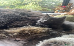 Maine Coon cats for sale: Beautiful GCCF registered main coon Kittens  - Image 15