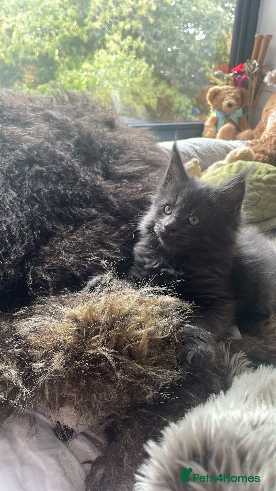 Maine Coon cats for sale: Beautiful GCCF registered main coon Kittens  - Image 15