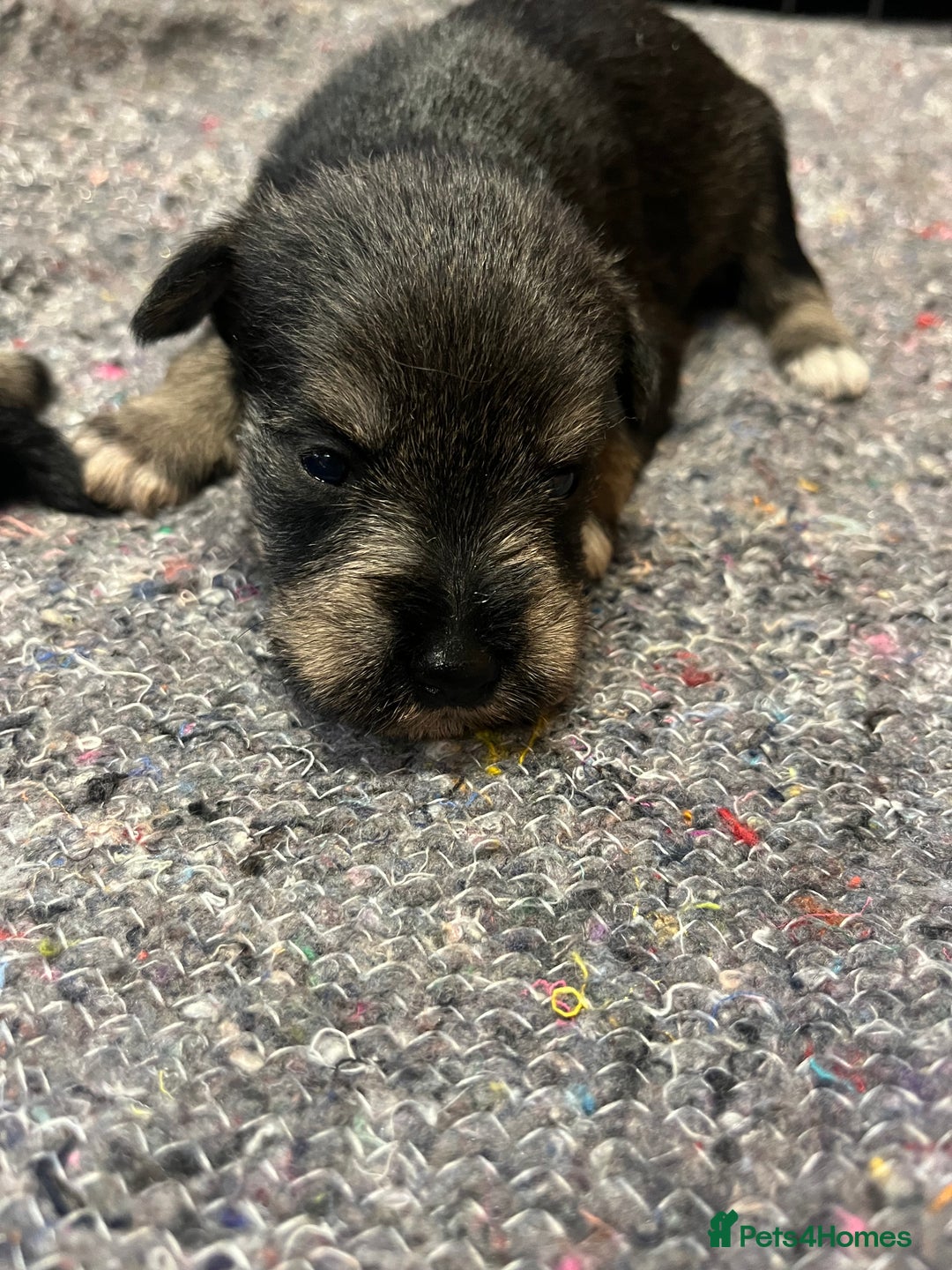 Miniature Schnauzer dogs for sale: KC Miniature Schnauzer Puppies - Image 6