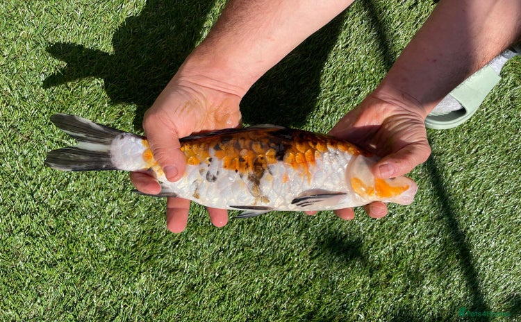 Koi Carp fish - Advert 2