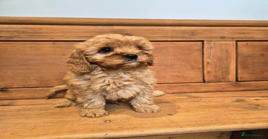 Cavapoo dogs - Advert 2