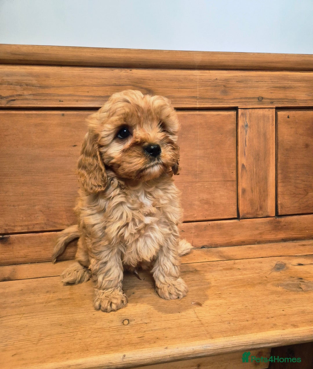 Cavapoo dogs for sale: F1 Red Cavapoo Puppies - Image 3