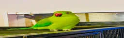 Parrots birds for sale: Young Indian Ringnack parrot for sale - Advert 1
