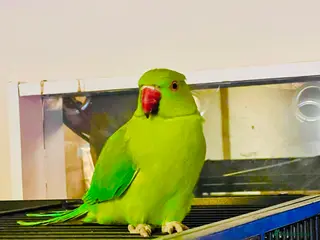 Parrots birds Young Indian Ringnack parrot for sale - Advert 1