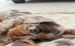 Miniature Dachshund dogs for sale: Stunning Kc Reg Long Hair Mini Dachshund puppies  - Image 35