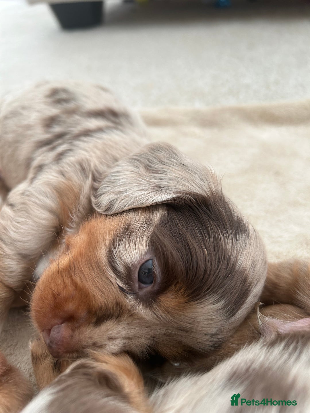 Miniature Dachshund dogs for sale: Stunning Kc Reg Long Hair Mini Dachshund puppies  - Image 35