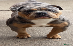 Olde English Bulldogge dogs for stud: Dobby blue merle - Image 2