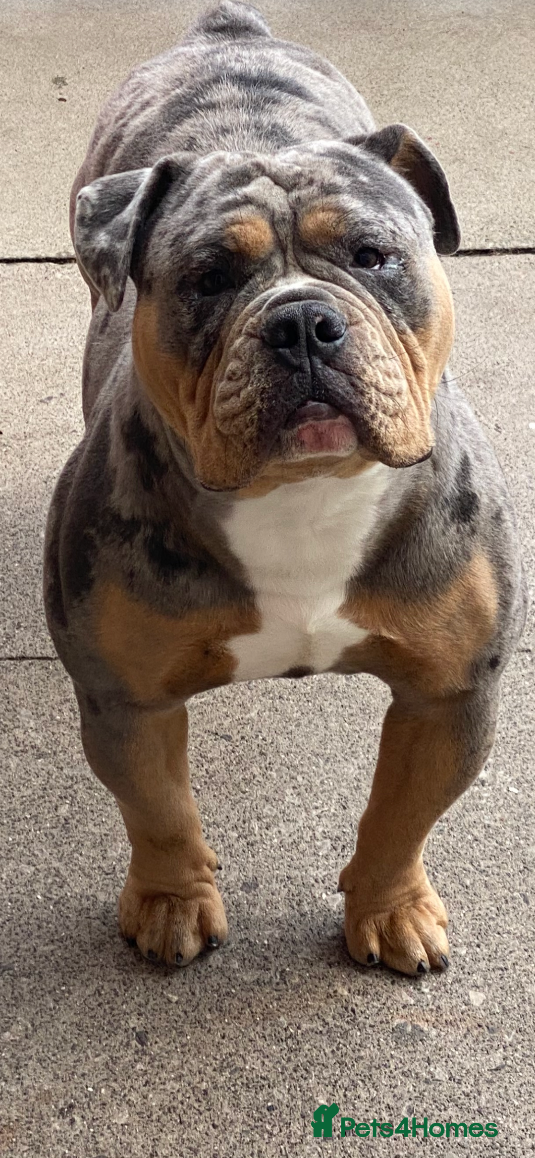 Olde English Bulldogge dogs for stud: Dobby blue merle - Image 2