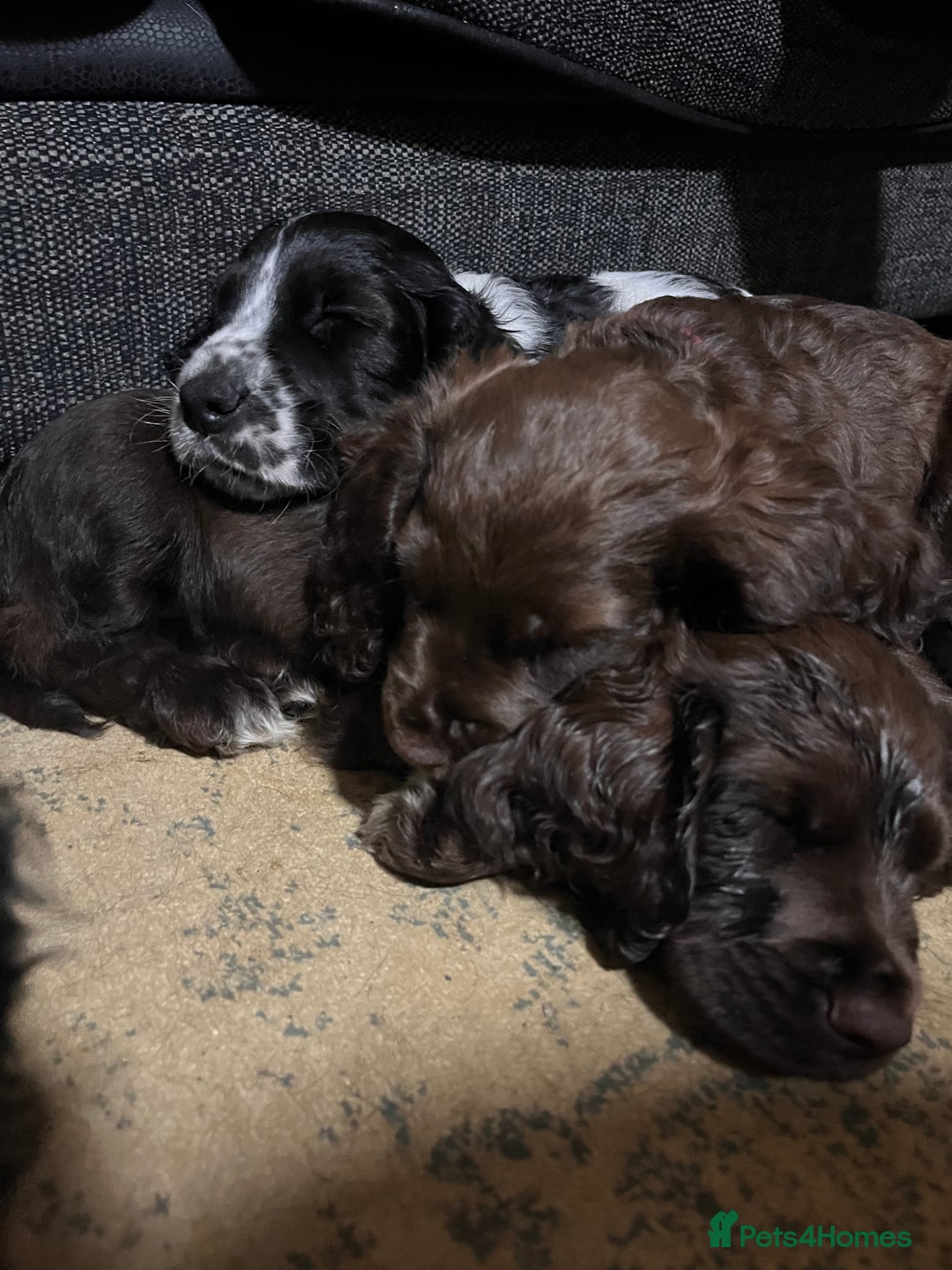 Cocker Spaniel dogs for sale: Last pup remaining  - Advert 3