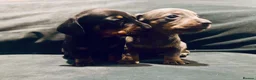 Dachshund dogs for sale: Last 2 puppies available  - Advert 8