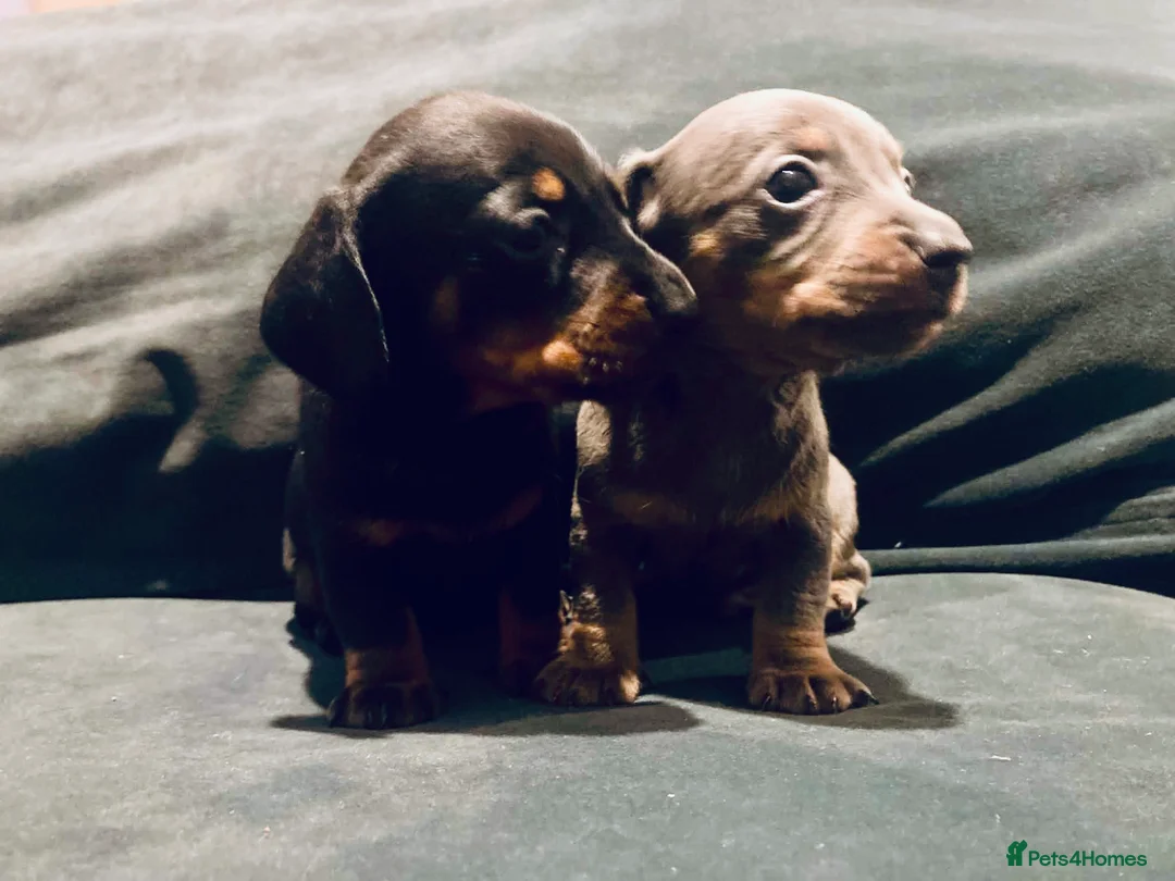 Dachshund dogs for sale: Last 2 puppies available  - Advert 8