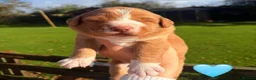 Nova Scotia Duck Tolling Retriever dogs for sale: OUTSTANDING LITTER OF NSDTR PUPS. - Advert 8