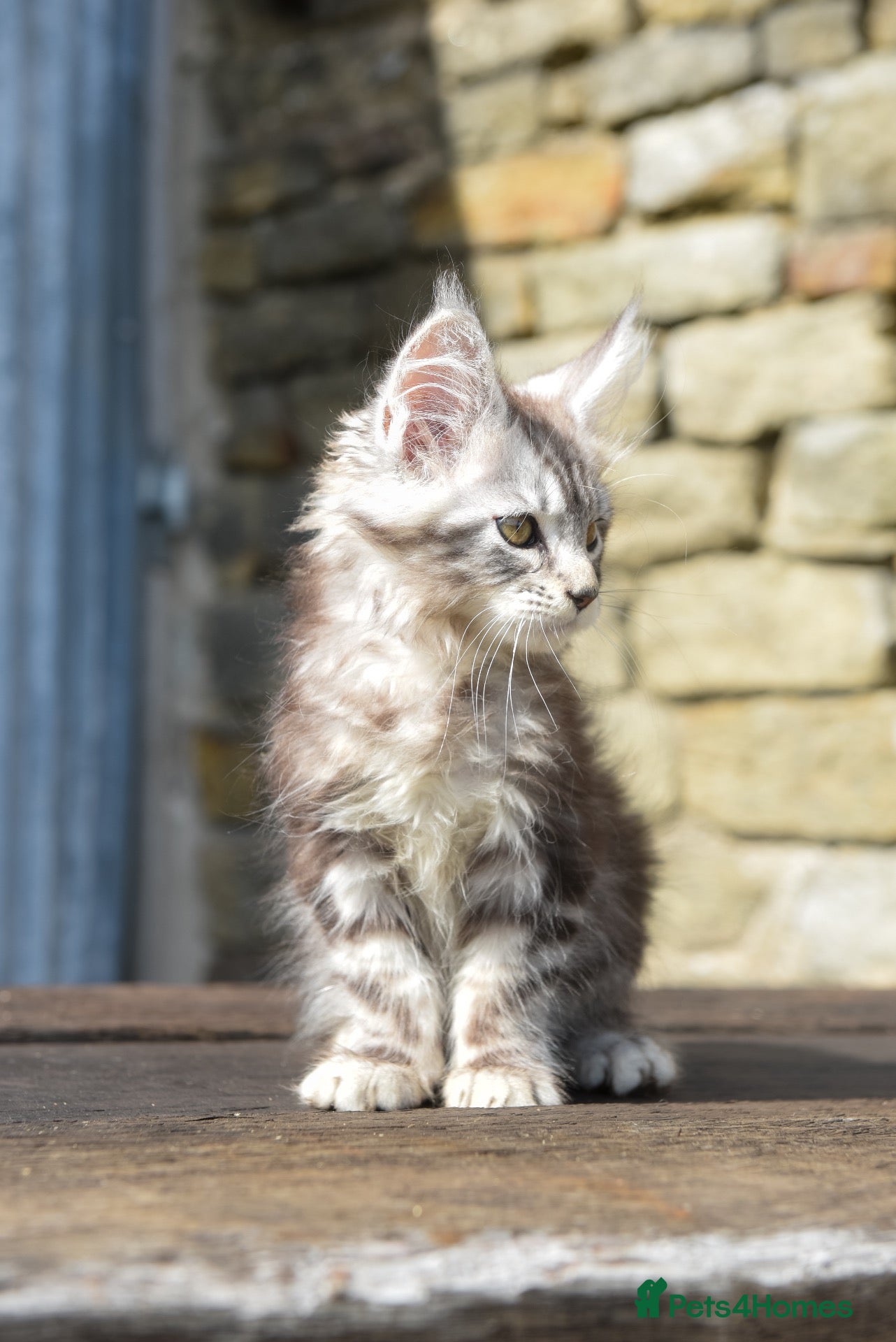 Maine Coon cats Xl Maine coon kittens 12 week 12th sept  - Advert 1