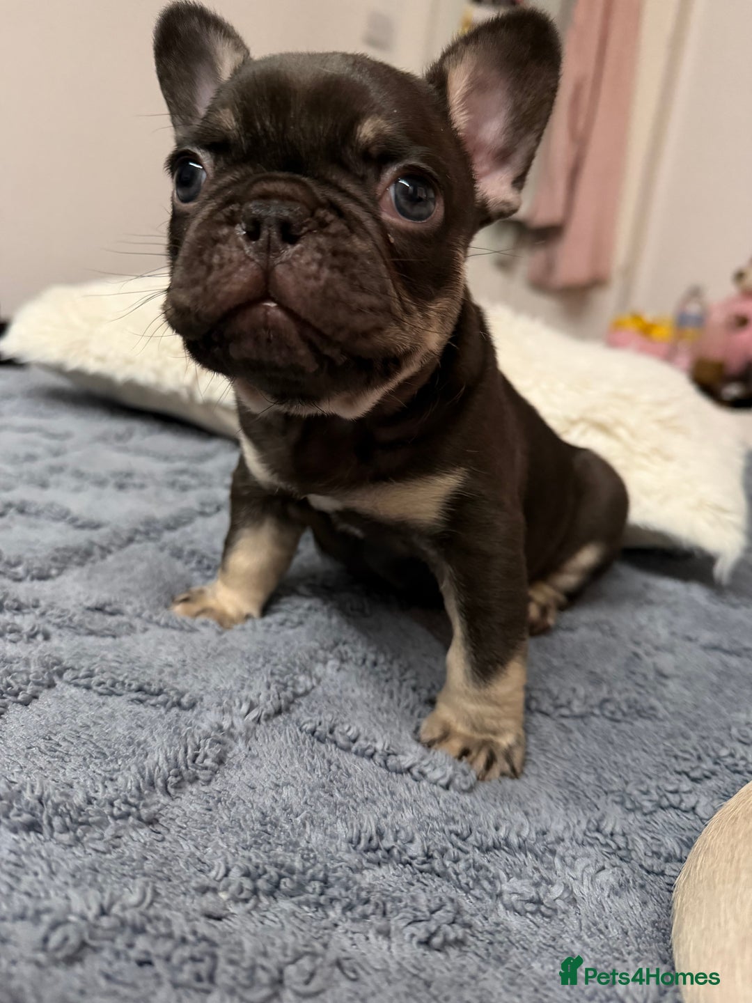 French Bulldog dogs for sale: French bulldog  - Advert 3