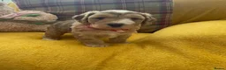 Cockapoo dogs for sale: Beautiful Cockapoo puppies - exceptional standard - Advert 33