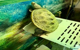 Turtle reptiles for sale: Diamond back terrapin, and Pink belly side neck  - Image 5