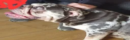 English Bulldog dogs for stud: Ronnie  in Manchester - Advert 1